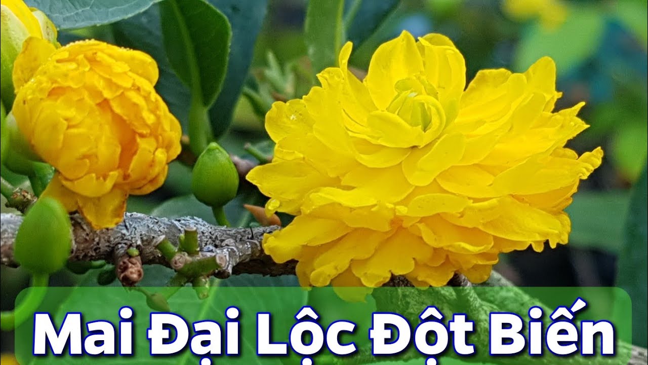 Mai Đại Lộc Cánh Sen - Vẻ Đẹp Quyến Rũ Của Loài Hoa Tết