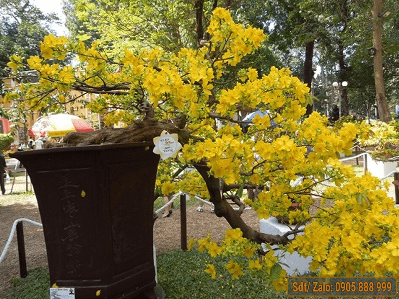 Mai Dáng Thác Đổ