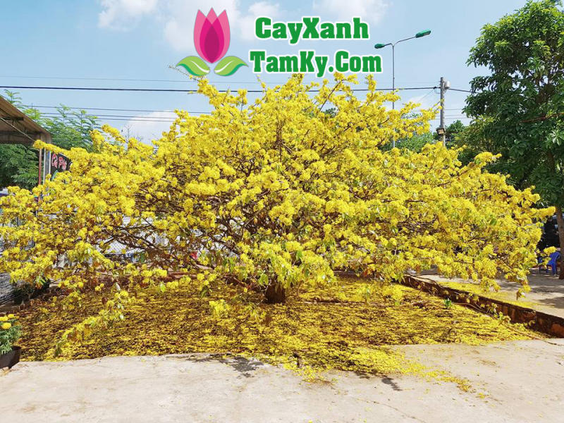 Mai Đọt Xanh Quảng Nam