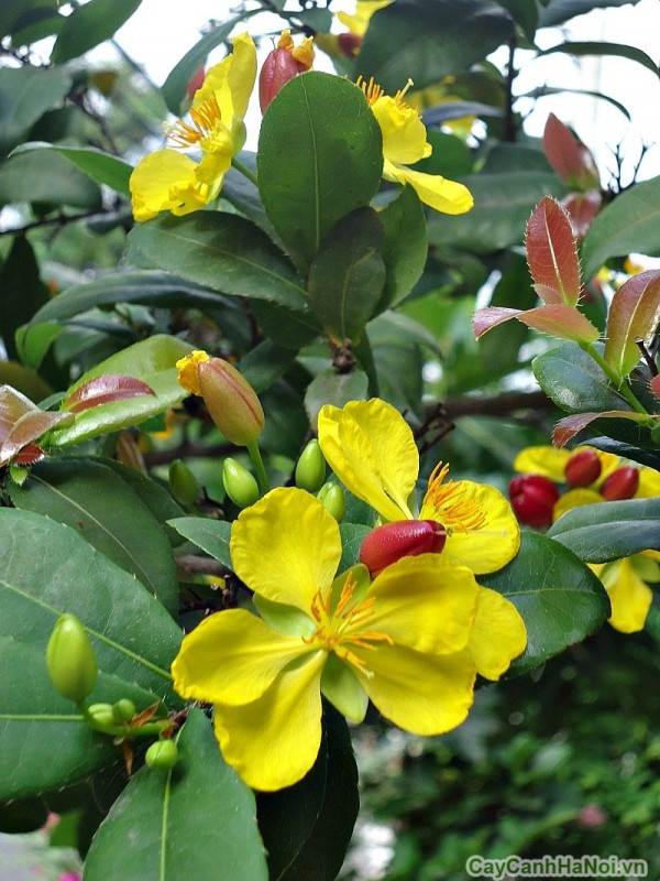 Mai Tứ Quý Đẹp