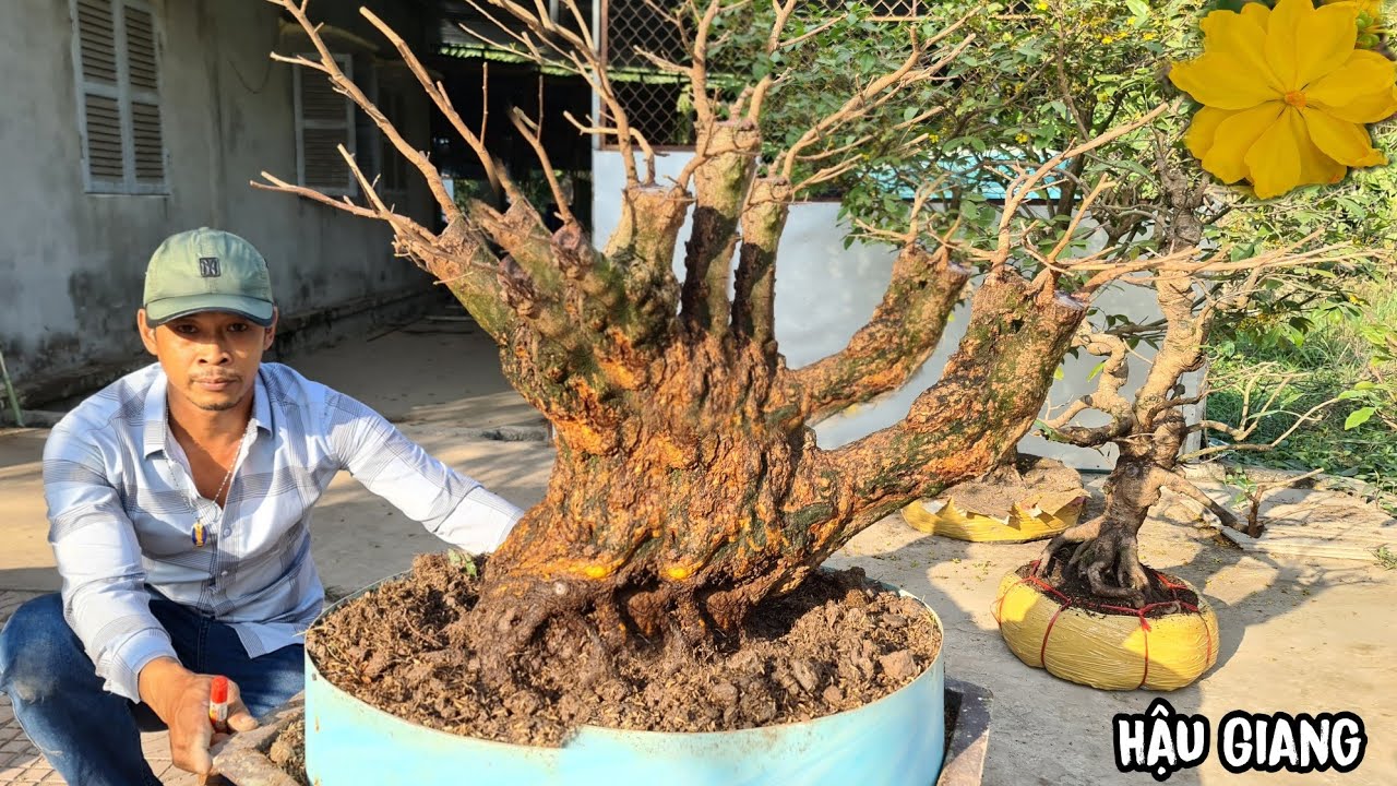 Mai Xù Có Mấy Loại?