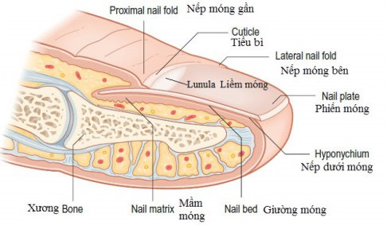 Mầm móng là gì? Định nghĩa, cấu tạo và chức năng của mầm móng
