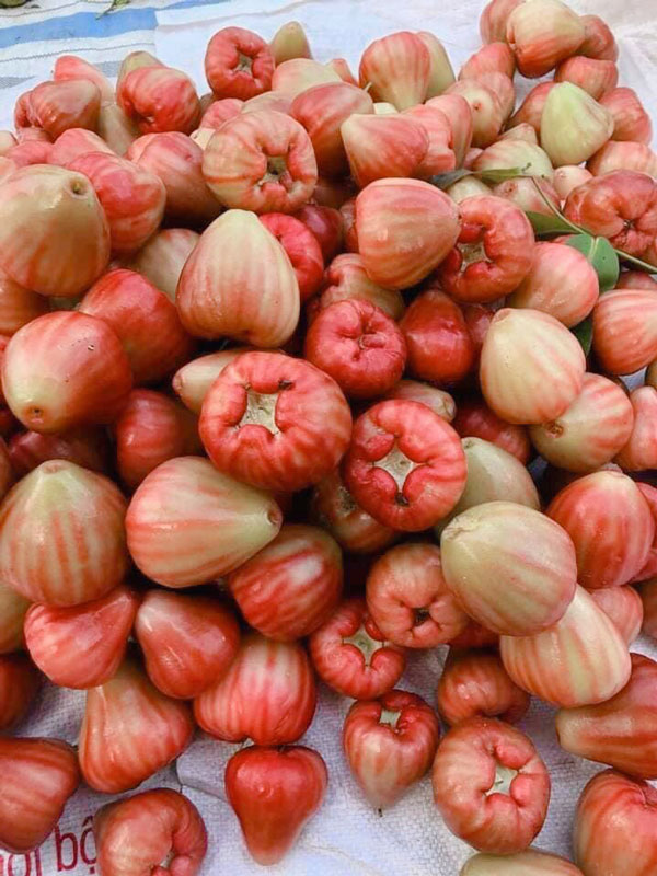 Mận Hồng Đào Đá Xưa