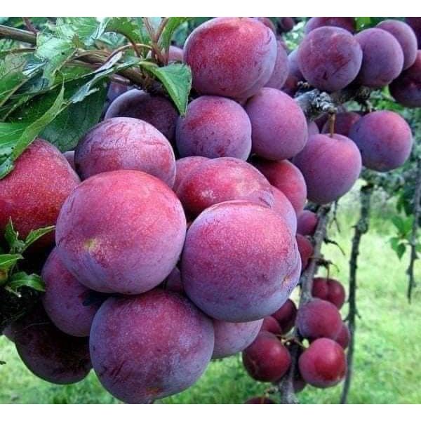 Mận Tím Tứ Quý: Đặc Điểm, Trồng Trọt Và Chăm Sóc