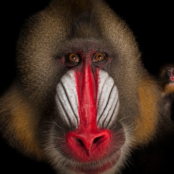 Mandrill: The Colorful Primate Gallery 1
