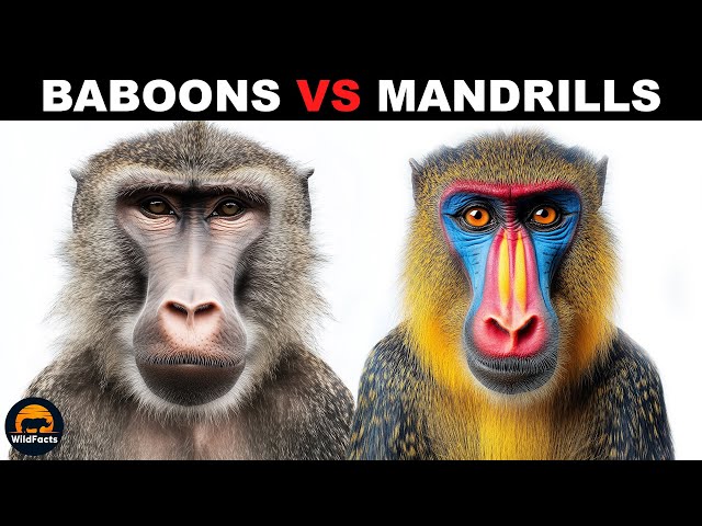 Mandrill: The Colorful Primate Gallery 2