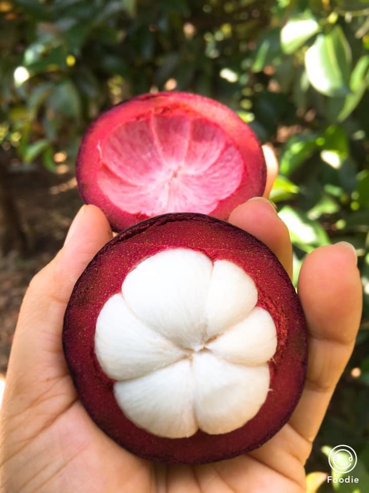 Măng cụt có vào tháng mấy?