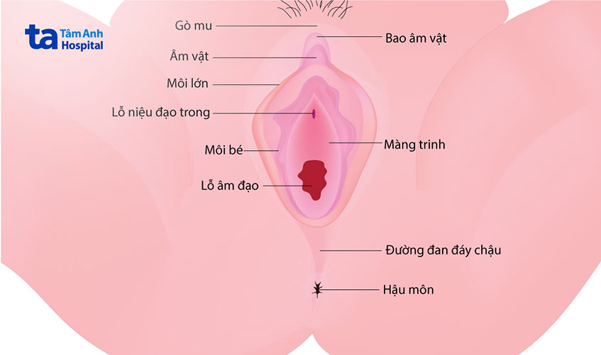 Màng Trinh Sâu Bao Nhiêu?