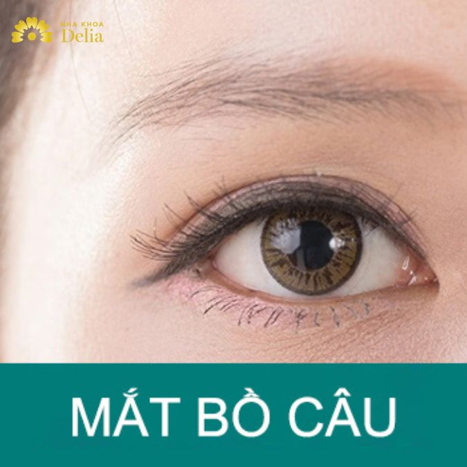 Mắt Bồ Câu Trâu: Đặc Điểm, Nguồn Gốc và Tác Dụng