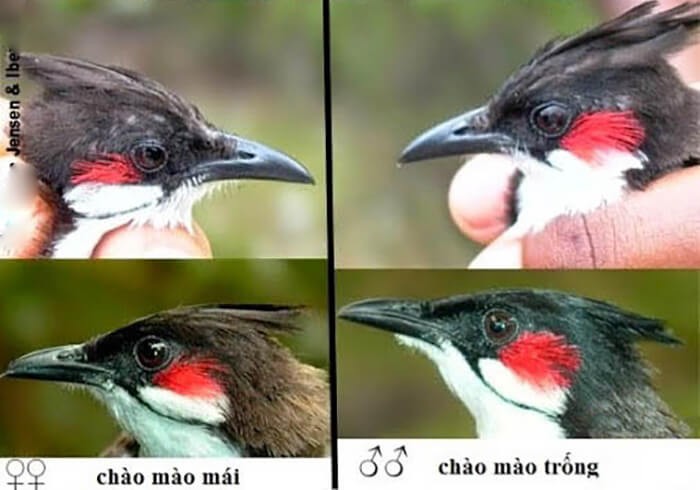 Mắt Chào Mào Trống: Nguyên Nhân, Triệu Chứng và Cách Khắc Phục