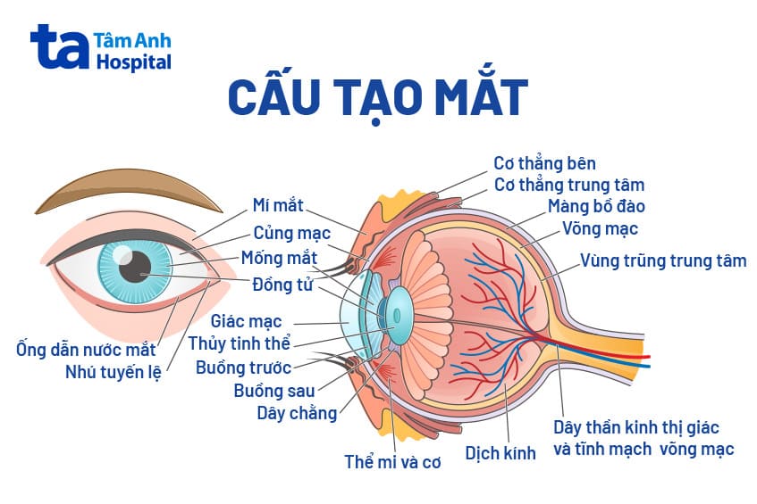 Mắt Có Cấu Tạo Như Thế Nào? Gallery 2