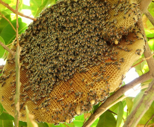 Mật Ong Khoái Có Tác Dụng Gì?