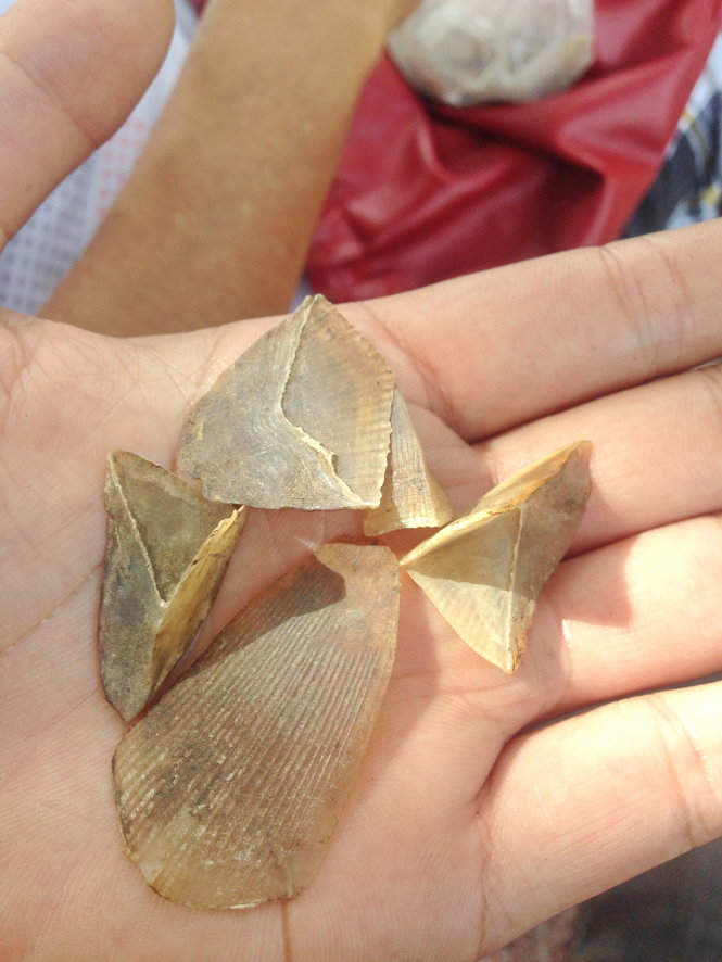 Mật tê tê có tác dụng gì? Gallery 2