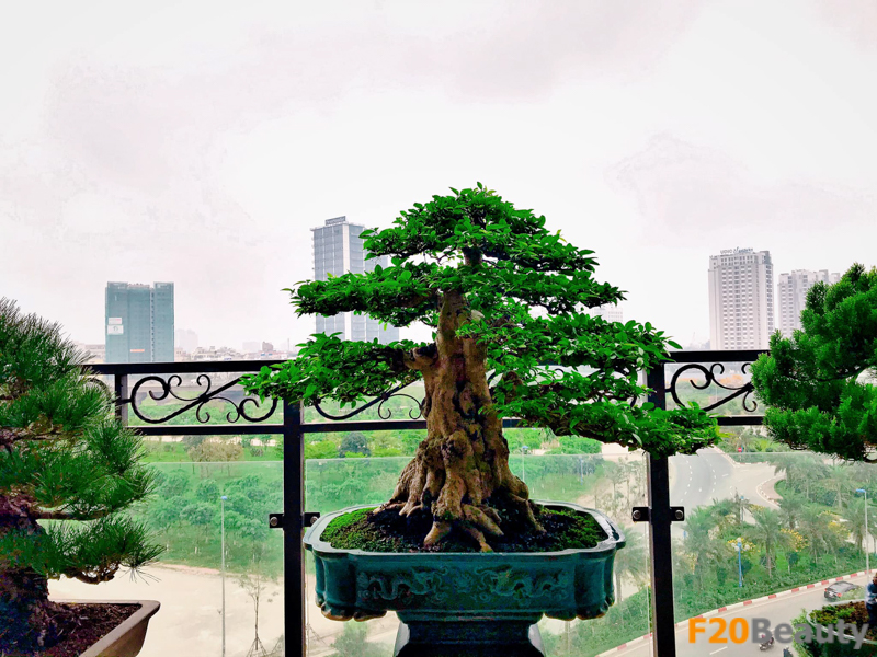 Mẫu Cây Cảnh Đẹp