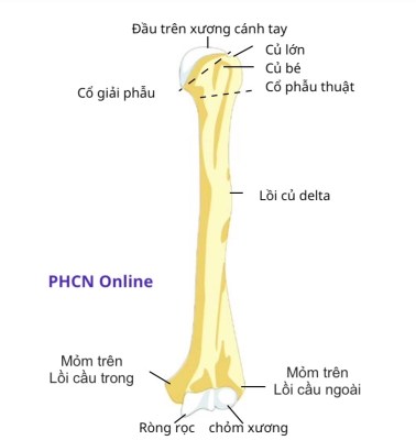 Mấu Chuyển Lớn Xương Cánh Tay