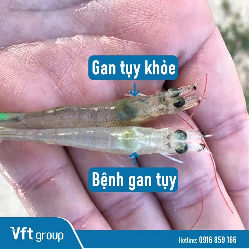 Màu Gan Tôm Đẹp: Khám Phá Sắc Màu Thu Hút