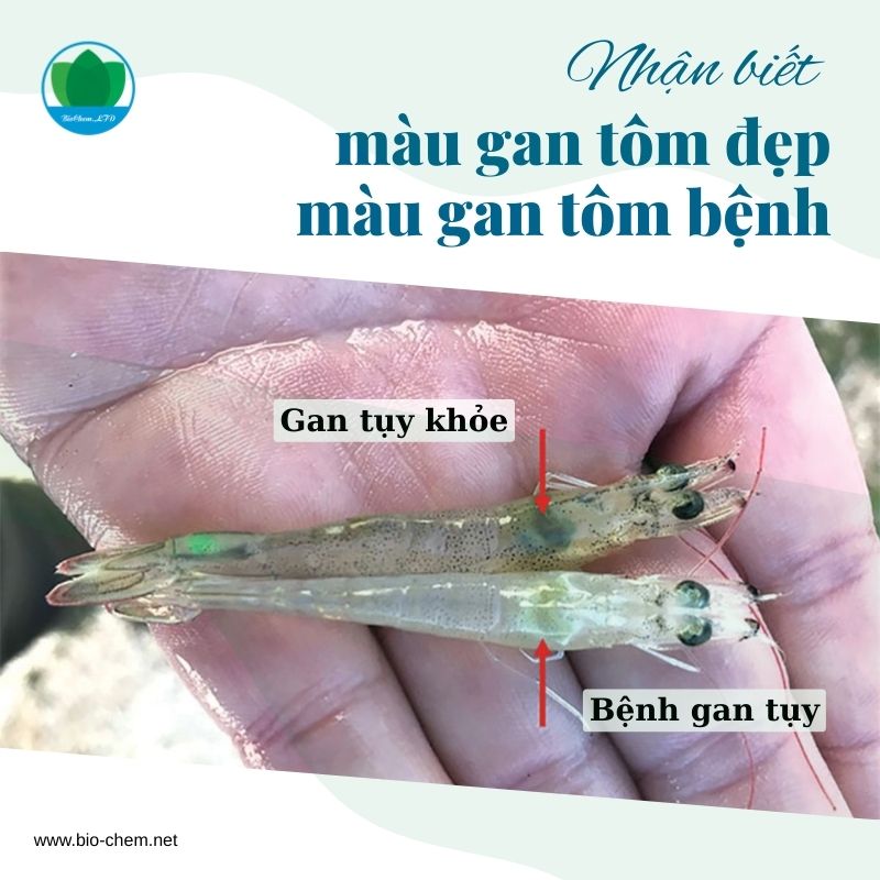 Màu Gan Tôm Đẹp: Khám Phá Sắc Màu Thu Hút Gallery 2