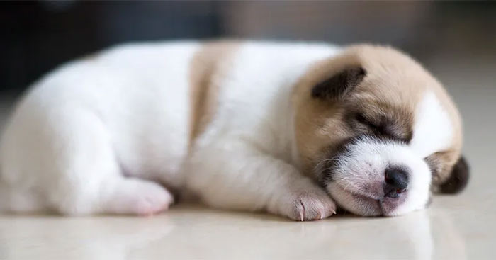 Kết Bài Tả Con Chó Lớp 4 Hay Và Ý Nghĩa Gallery 2