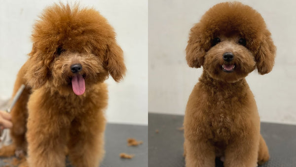 Mẫu Lông Chó Poodle