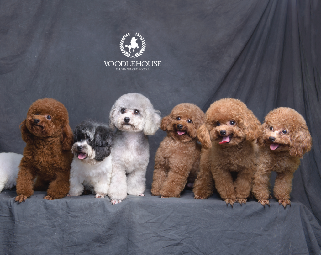 Các Giống Chó Poodle: Khám Phá Sự Đa Dạng Về Kích Thước và Màu Sắc Gallery 2