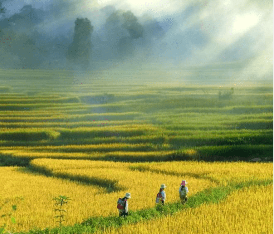 Tả cảnh cánh đồng vào sáng sớm Gallery 2