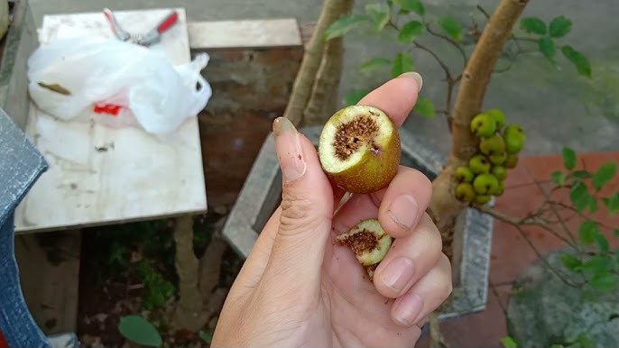 Sung nếp ruột màu gì? Gallery 1