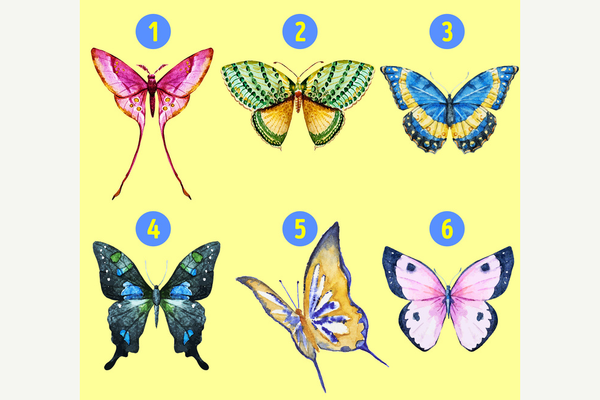 Thế nào là bướm đẹp? Gallery 1