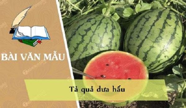 Tả Trái Dưa Hấu Gallery 2