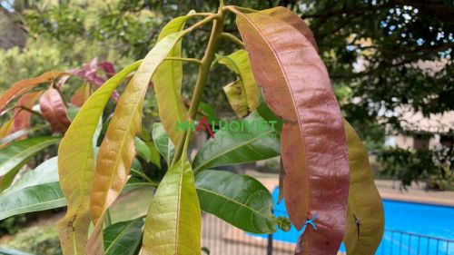 Lá Xoài Như Thế Nào? Gallery 2