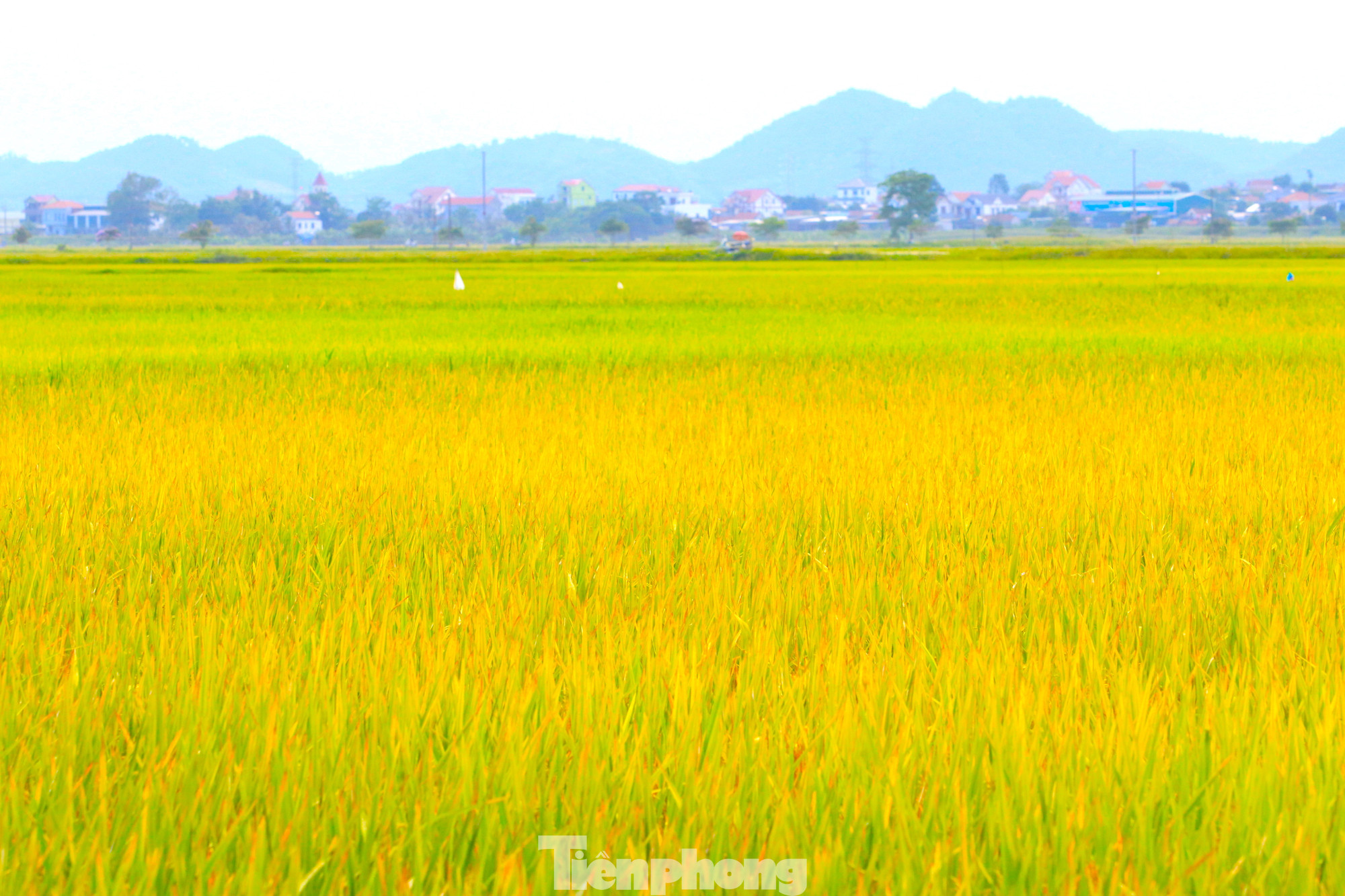 Tả cánh đồng lúa chín Gallery 1