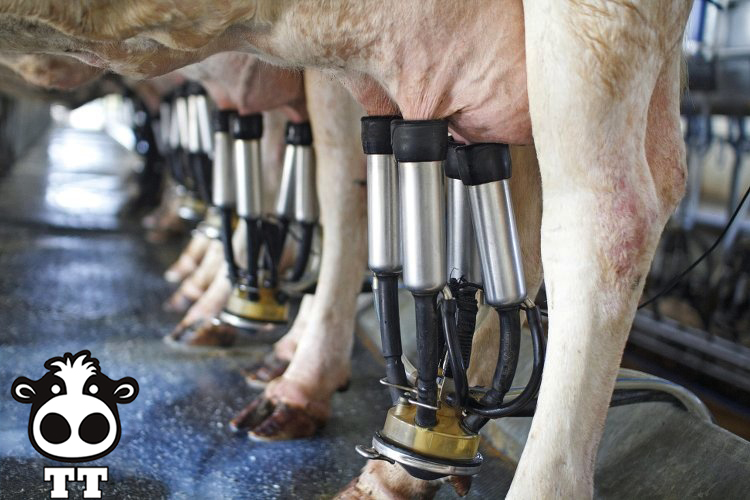 Máy Vắt Sữa Bò - Nâng Cao Hiệu Quả Chăn Nuôi