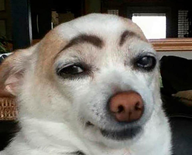 Me Me Chó là gì?
