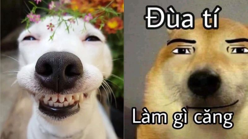 Meme Hài Hước Nhất Quả Đất: Cười Ngất Ngây Với Những Hình Ảnh Bá Đạo Gallery 2
