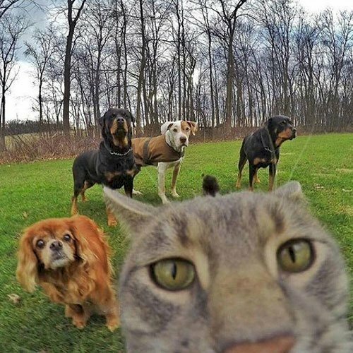 Meme 3 Con Chó: Nguồn Gốc, Ý Nghĩa và Sự Phổ Biến Gallery 2