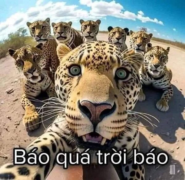 Meme Báo Quá Trời Báo: Giải Mã Hiện Tượng Internet