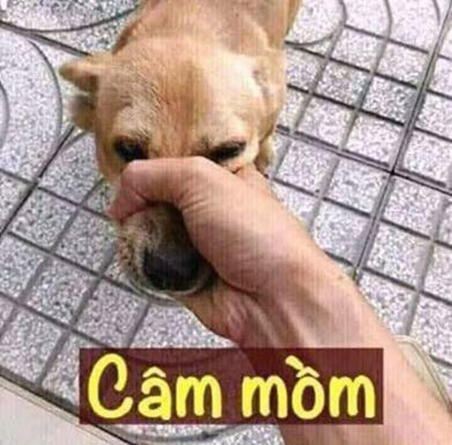 Meme Câm Mồm: Nguồn Gốc, Ý Nghĩa và Cách Sử Dụng