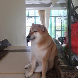 Meme Cheems: Nguồn gốc, ý nghĩa và sự phổ biến