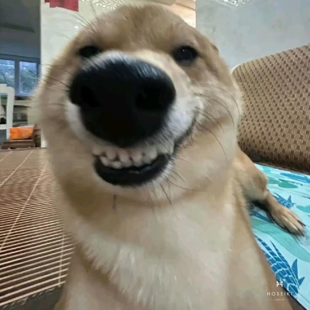 Meme Chó - Nguồn Cảm Hứng Vô Tận Dành Cho Dân Mạng