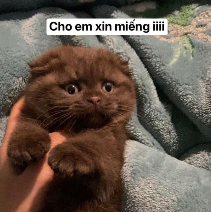 Meme "Cho xin miếng" là gì? Nguồn gốc và ý nghĩa Gallery 2