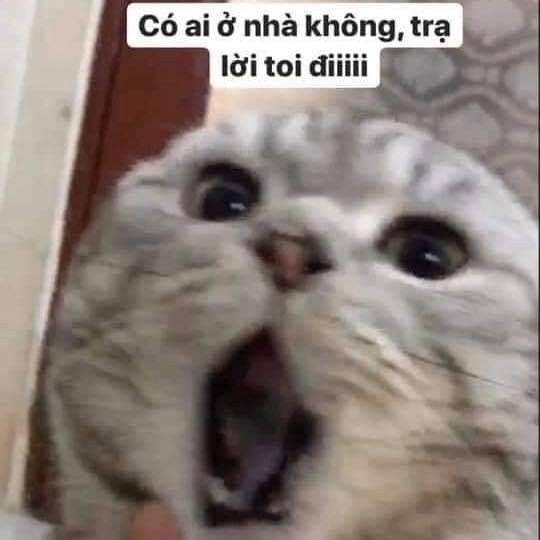 Meme Cổ Điển: Nguồn Gốc, Ý Nghĩa và Sự Trở Lại bất ngờ