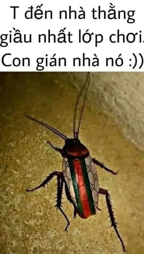 Meme Con Gián: Nguồn Gốc, Ý Nghĩa Và Những Biến Tấu Hài Hước Gallery 2