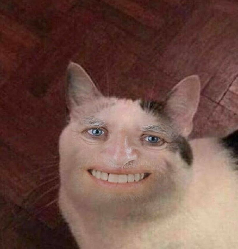 Meme Con Vật: Nguồn cảm hứng bất tận trên mạng xã hội Gallery 2