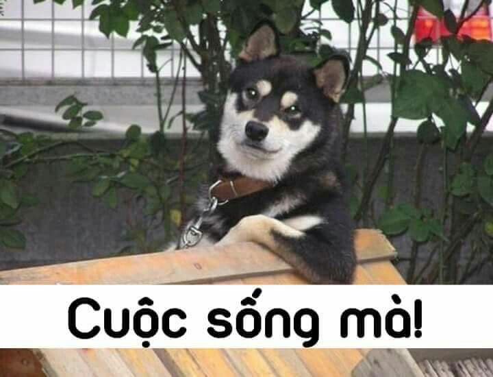 Meme Cuộc Sống: Tổng Hợp Những Hình Ảnh Hài Hước Nhất