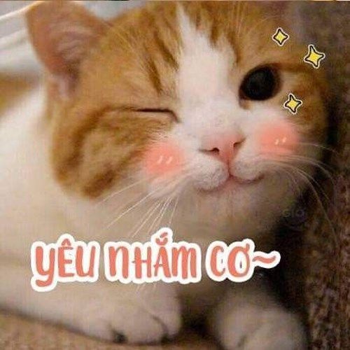 Meme Dễ Thương: Tổng Hợp Những Hình Ảnh, Video Đáng Yêu Nhất