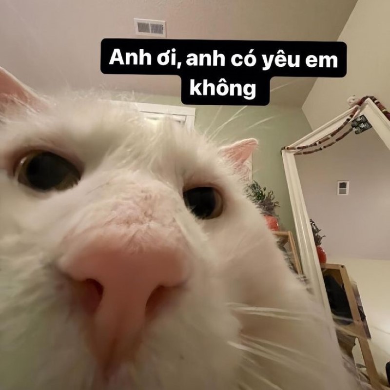 Meme Gửi Người Yêu: Tổng Hợp Những Meme Hài Hước, Lãng Mạn Nhất