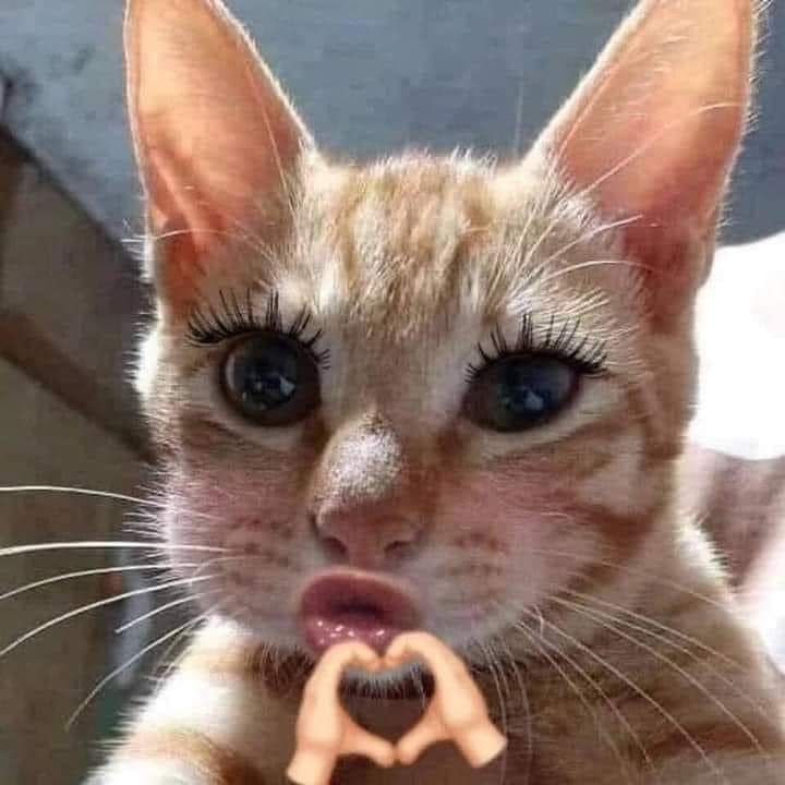 Meme Hài Cute: Tổng hợp những bức ảnh chế đáng yêu và hài hước nhất