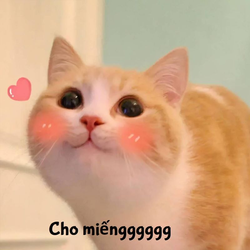 Meme Hài Cute: Tổng hợp những bức ảnh chế đáng yêu và hài hước nhất Gallery 2