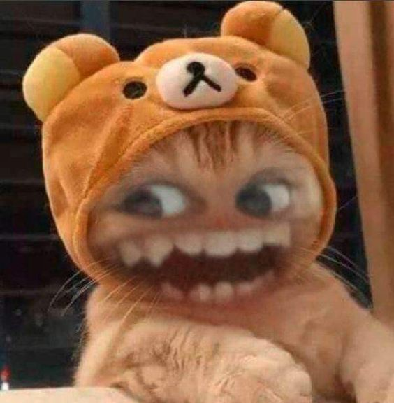 Những Meme Hình Ảnh Vui Nhộn Và Ý Nghĩa Gallery 2