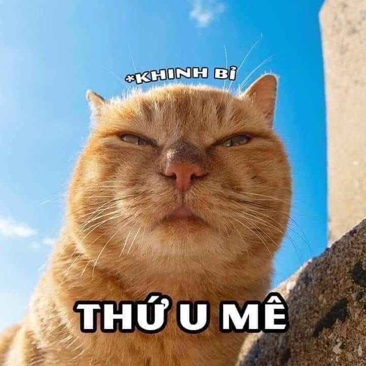 Meme Mê Là Gì? Tất Tần Tật Về Meme Mê