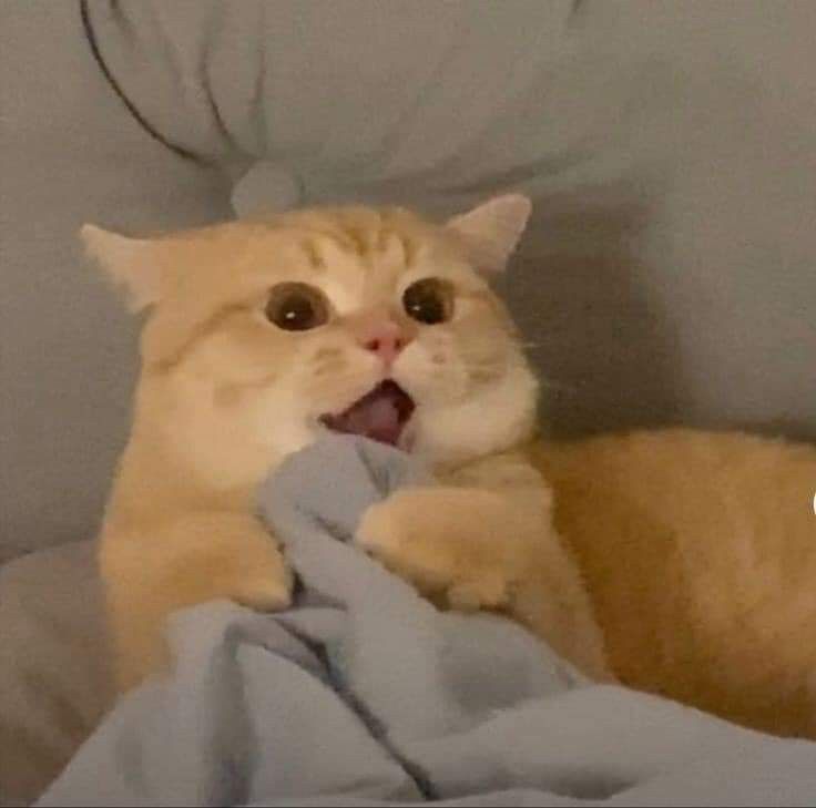 Meme Mèo: Nguồn Cảm Hứng Vô Tận Từ Thế Giới Mèo